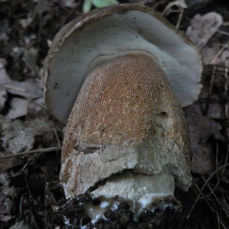 Boletus reticulatus